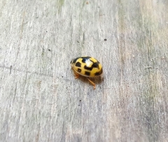 Propylea quatuordecimpunctata