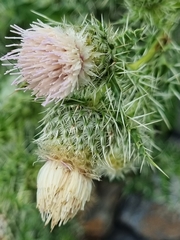 Cirsium echinus