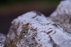 Myennis octopunctata