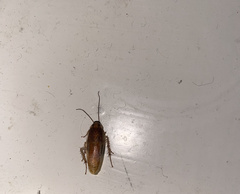 Ischnoptera bilunata