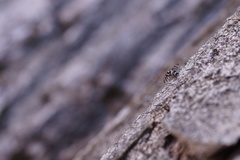 Myennis octopunctata