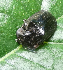 Chlamydocassis bicornuta