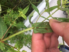 Galerucella calmariensis