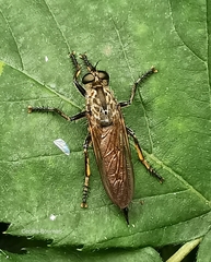 Eutolmus rufibarbis