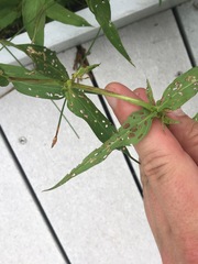 Galerucella calmariensis