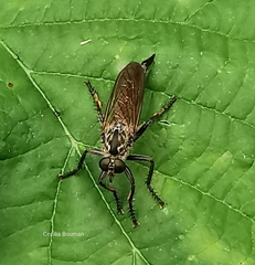 Eutolmus rufibarbis