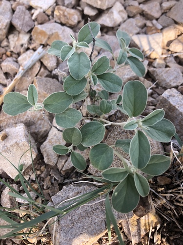 Leatherweed