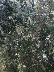 Olea
