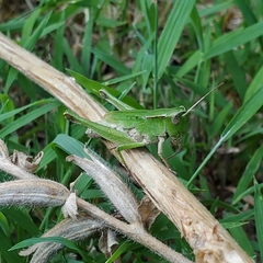 Dichromorpha viridis