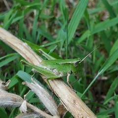 Dichromorpha viridis