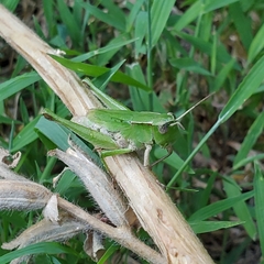 Dichromorpha viridis