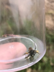 Protandrena bancrofti