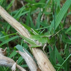 Dichromorpha viridis
