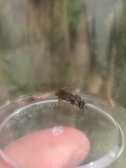 Protandrena bancrofti