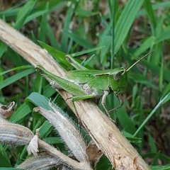 Dichromorpha viridis
