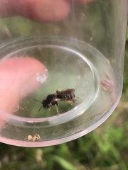 Protandrena bancrofti