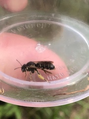 Protandrena bancrofti