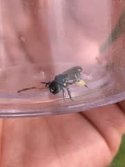 Protandrena bancrofti
