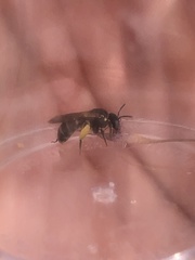Protandrena bancrofti