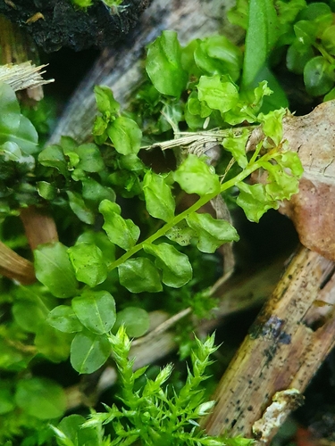 Image of Plagiomnium elatum by no rights reserved