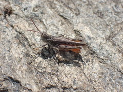 Psoloessa delicatula