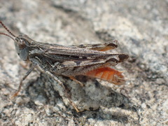 Psoloessa delicatula