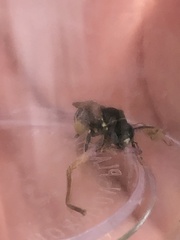 Protandrena bancrofti