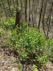 Lonicera reticulata
