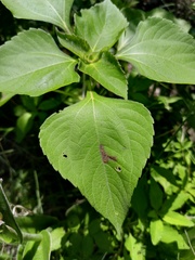 Tithonia tubaeformis
