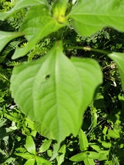 Tithonia tubaeformis