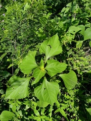 Tithonia tubaeformis