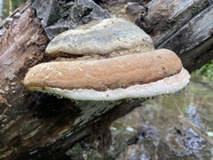 Fomitopsis schrenkii