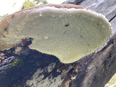 Fomitopsis schrenkii