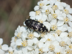 Acmaeodera idahoensis