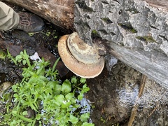 Fomitopsis schrenkii