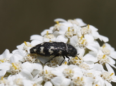 Acmaeodera idahoensis