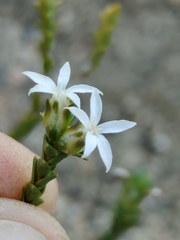 Euchaetis