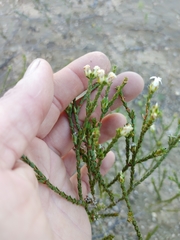 Euchaetis