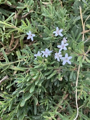 Myoporum parvifolium