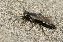 Tachysphex nigerrimus