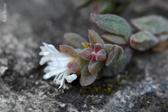 Delosperma ecklonis