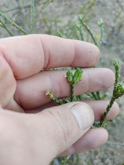 Euchaetis