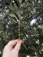 Olea