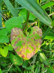 Puccinia convolvuli