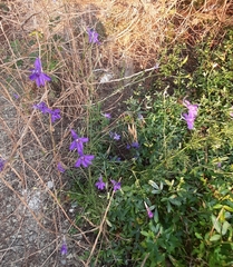 Delphinium consolida paniculatum