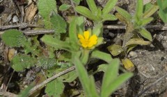 Asteriscus aquaticus