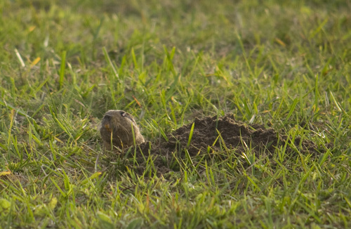Goya Tuco-tuco (Ctenomys perrensi) — Least Concern Mammalia
