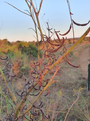 Indigofera tinctoria arcuata
