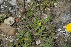 Asteriscus aquaticus