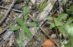 Echium vulgare pustulatum
